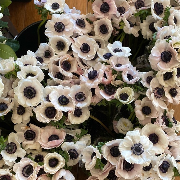 Meet your Posher, P - Picture 1 of 1